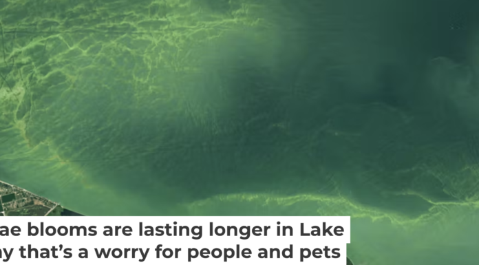 A satellite image from Aug. 13, 2024, shows an algal bloom covering approximately 320 square miles (830 square km) of Lake Erie. By Aug. 22, it had nearly doubled in size. NASA Earth Observatory